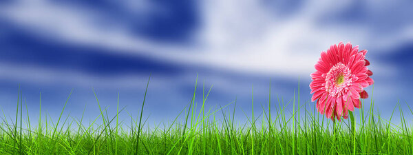 Concept or conceptual green fresh summer or spring grass field and a flower over a blue sky background banner