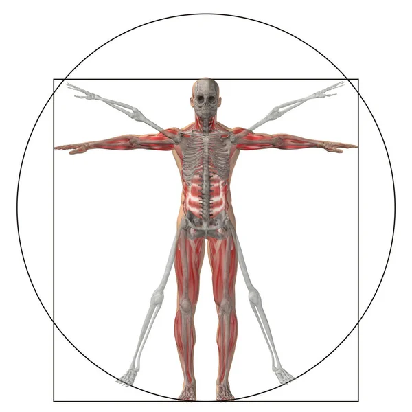 Вітрувіанська Людини Або Людина Поняття Метафора Концептуальні Пропорції Тіла Анатомії — стокове фото