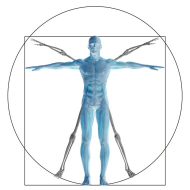 Vitruvius insan veya insan kavramı mecaz kavramsal 3d oran anatomi vücut üzerinde arka izole olarak