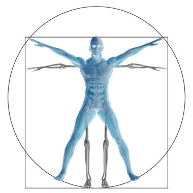 Vitruvius insan veya insan kavramı mecaz kavramsal 3d oran anatomi vücut üzerinde arka izole olarak
