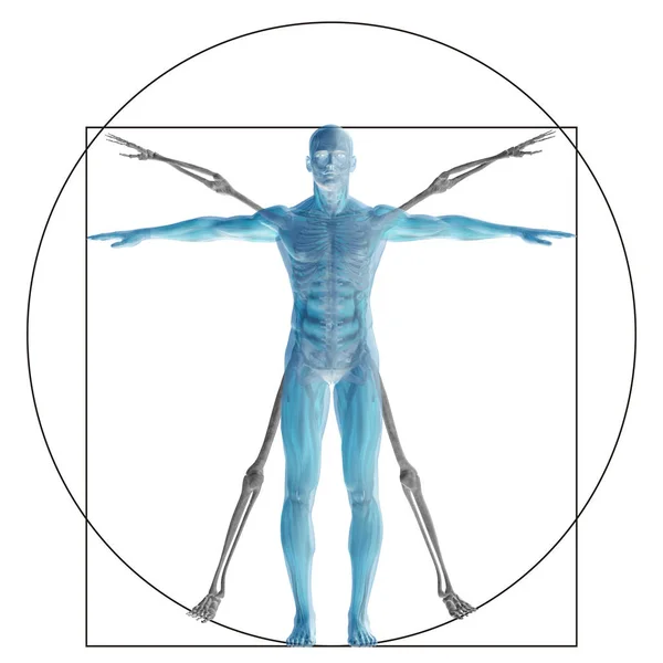 Vitruvian Human Man Concept Metaphor Conceptual Proportion Anatomy Body Isolated — Stock Photo, Image