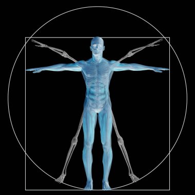 Vitruvius insan veya insan kavramı mecaz kavramsal 3d oran anatomi vücut üzerinde arka izole olarak