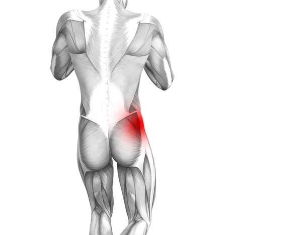 Anatomia Humana Quadril Conceitual Com Inflamação Ponto Quente Vermelho Dor — Fotografia de Stock