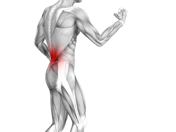 Conceptual Back Human Anatomy Red Hot Spot Inflammation Articular Joint — Stock Photo, Image