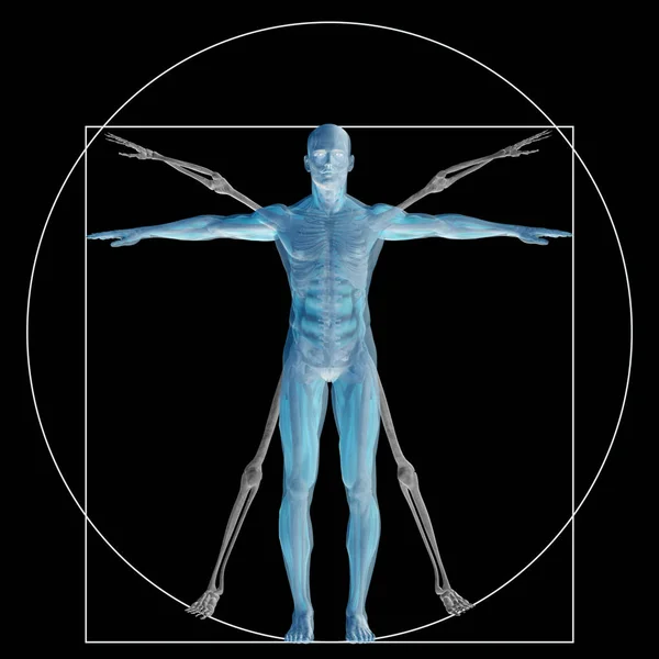 Vitruvian Human Man Concept Metaphor Conceptual Proportion Anatomy Body Isolated — Stock Photo, Image