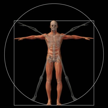 Vitruvius insan veya insan kavramı mecaz kavramsal 3d oran anatomi vücut üzerinde arka izole olarak