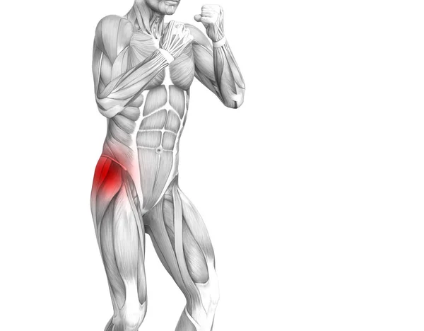 Anatomia Umana Concettuale Dell Anca Con Infiammazione Del Punto Caldo — Foto Stock