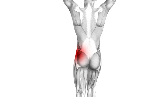 Концептуальна Людська Анатомія Запаленням Червоної Гарячої Точки — стокове фото
