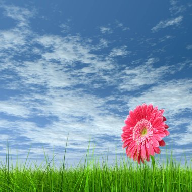 Yeşil taze yaz veya bahar çim alan ve gökyüzü arka plan üzerinde çiçek