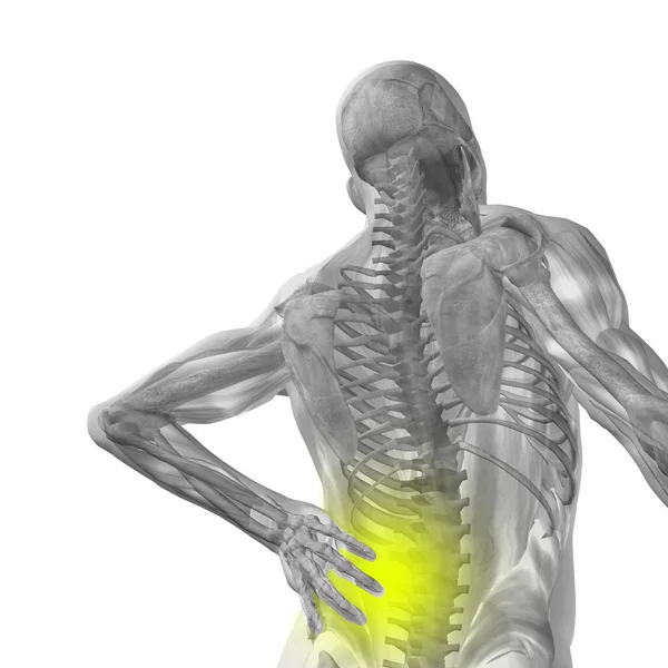 Концепция Высоким Разрешением Анатомии Человека Болью Спине Изолирована Белом Фоне — стоковое фото