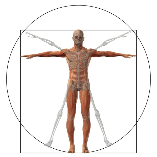 Vitruvian Menselijke Als Concept — Stockfoto