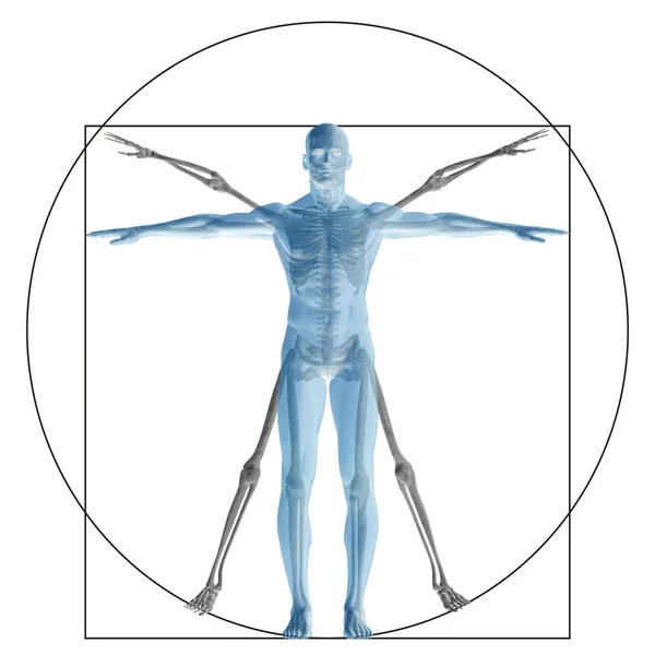 Vitruvian Mens Door Mens Als Concept — Stockfoto