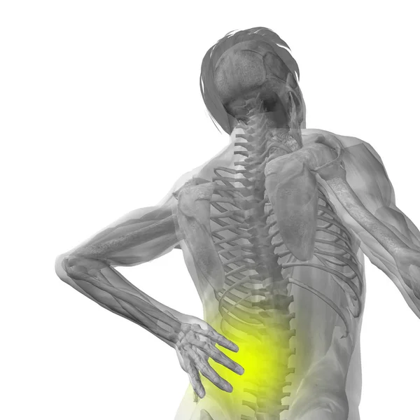 Anatomi Manusia Konseptual Terapi Perawatan Kesehatan Atau Konsep Otot Olahraga — Stok Foto
