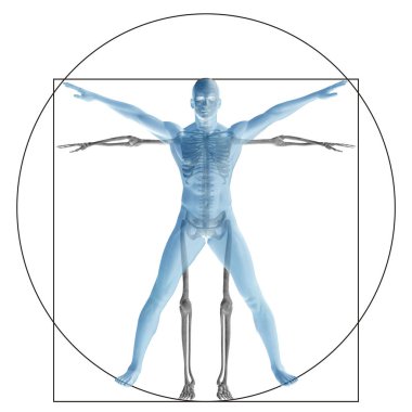 Vitruvius insan veya insan kavramı mecaz kavramsal 3d oran anatomi vücut üzerinde arka izole olarak