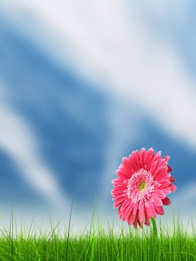 Kavram ya da kavramsal yeşil taze yaz veya bahar çim alan ve mavi gökyüzü arka plan üzerinde bir çiçek