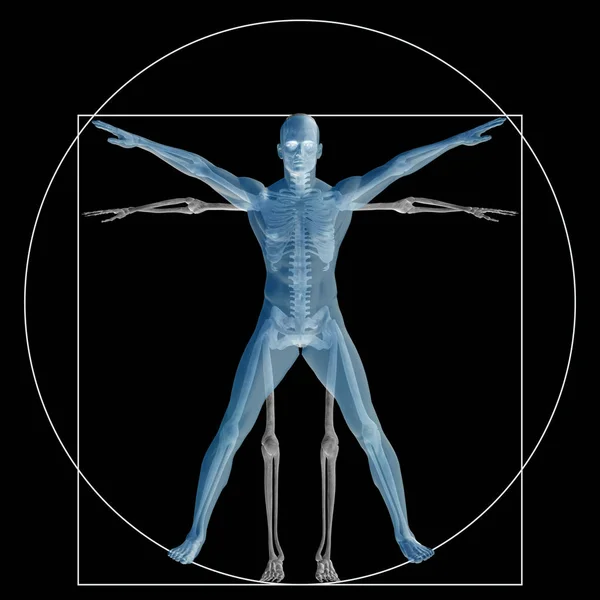 Vitruvianische Mensch Oder Mensch Als Konzept Metapher Konzeptuelle Proportion Anatomie — Stockfoto