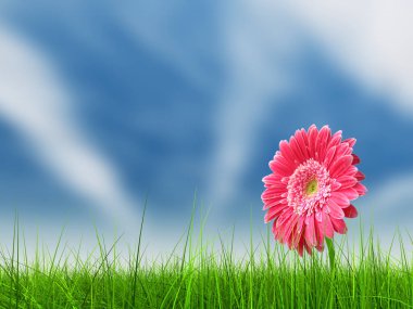 Kavram ya da kavramsal yeşil taze yaz veya bahar çim alan ve mavi gökyüzü arka plan üzerinde bir çiçek