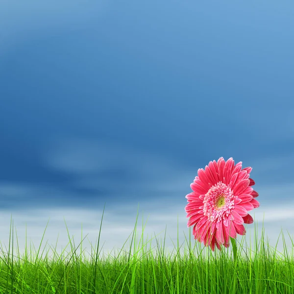 Concept Conceptual Green Fresh Summer Spring Grass Field Flower Blue — Stock Photo, Image