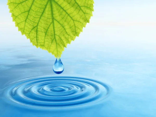 概念或概念洁净的泉水或露滴上兴风作浪的 图蓝色清水从新鲜绿叶飘落 — 图库照片
