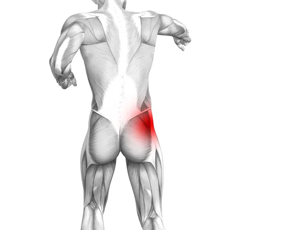 Anatomia humana do quadril conceitual com inflamação do ponto quente vermelho dor articular para a terapia de saúde das pernas ou conceitos de músculos esportivos. ilustração 3D homem artrite ou osso ferida osteoporose doença — Fotografia de Stock