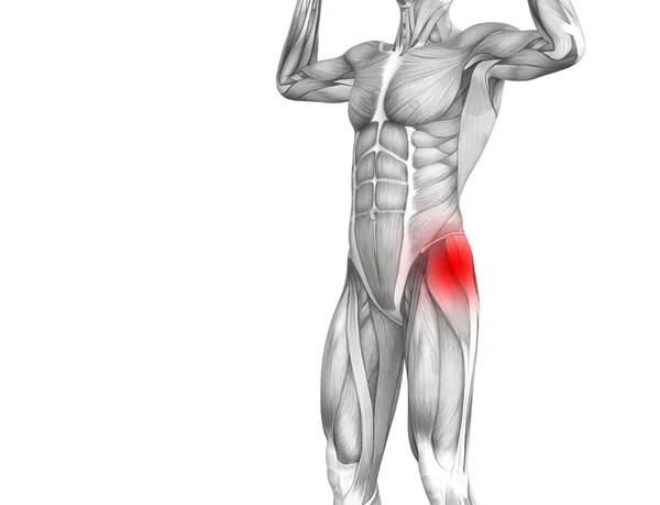 Anatomia umana concettuale dell'anca con infiammazione del punto caldo rosso dolore articolare articolare per la terapia della salute delle gambe o concetti muscolari sportivi. Illustrazione 3D artrite maschile o osteoporosi ossea — Foto Stock
