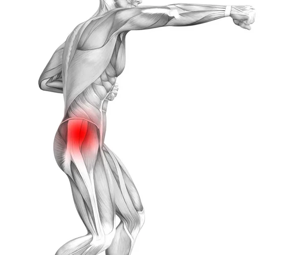 Konzeptionelle humane Hüftanatomie mit roter Hot-Spot-Entzündung Gelenkschmerzen für die Beintherapie oder Sportmuskelkonzepte. 3D Illustration Mann Arthritis oder Knochenkrankheit Osteoporose — Stockfoto