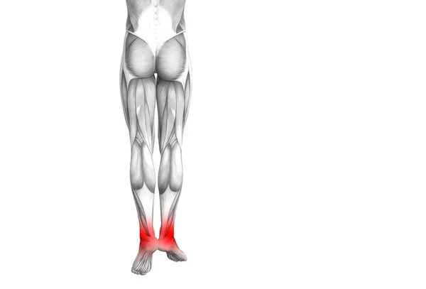 Концептуальна анатомія щиколотки людини з запаленням червоної гарячої точки або суглобовим болем суглобів для терапії охорони здоров'я ніг або концепції спортивних м'язів. 3D ілюстрація чоловічий артрит або хвороба кісткового остеопорозу — стокове фото