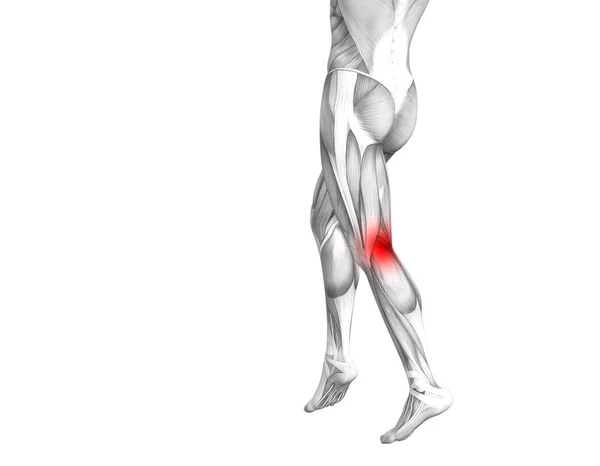 Konceptuální koleno lidské anatomie s červenými aktivní bod zánět nebo kloubní bolesti kloubů nohou zdravotní péče terapie nebo sportovní svalové koncepty. 3D obrázek muž artritidy nebo kostní osteoporózy onemocnění — Stock fotografie