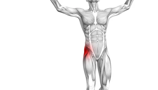 Konzeptionelle humane Hüftanatomie mit roter Hot-Spot-Entzündung Gelenkschmerzen für die Beintherapie oder Sportmuskelkonzepte. 3D Illustration Mann Arthritis oder Knochenkrankheit Osteoporose — Stockfoto