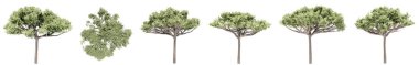 Beyaz arka planda izole edilmiş yeşil çam ağaçları seti veya koleksiyonu. Doğa, ekoloji ve korunma, güç ve dayanıklılık, kuvvet ve yaşam için kavramsal veya kavramsal 3D illüstrasyon
