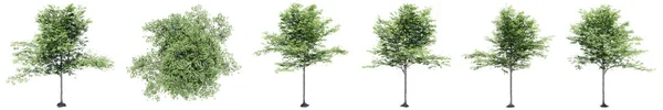 Ρύθμιση Συλλογή Πράσινων Δέντρων Που Απομονώνονται Λευκό Φόντο Έννοια Εννοιολογική — Φωτογραφία Αρχείου