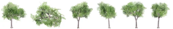 Набор Коллекция Зеленых Деревьев Изолированных Белом Фоне Концепция Концептуальная Иллюстрация — стоковое фото