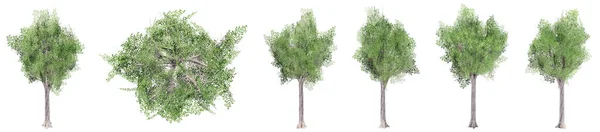 Set Collection Green Trees Isolated White Background Concept Conceptual Illustration — Stock Photo, Image