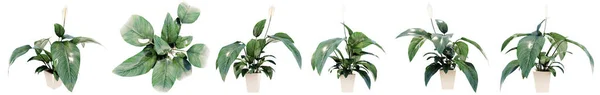 Набор Коллекция Красивых Зеленых Внутренних Растений Изолированы Белом Фоне Концепция — стоковое фото
