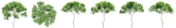 Ορισμός Συλλογή Των Πράσινων Δέντρων Rowan Απομονώνονται Λευκό Φόντο Έννοια — Φωτογραφία Αρχείου