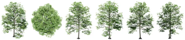 设置或收集在白色背景上隔离的绿色榆树 关于自然 生态和保护 力量和耐力 力量和生命的概念或概念说明3 — 图库照片