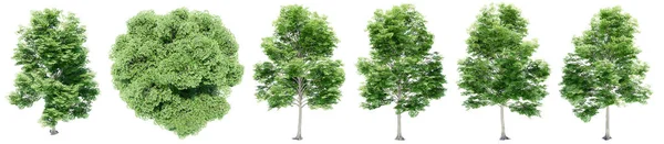 Set Collection Green Elm Trees Isolated White Background Concept Conceptual — Stock Photo, Image