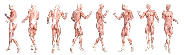 概念解剖学健康无皮人体肌肉系统设置 一个体格健壮的年轻人假扮成教育 健美运动 医学都是以白人为背景的 生物科学3D图解 — 图库照片