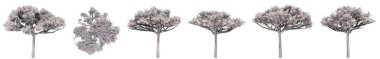 Beyaz arka planda izole Stone Pine ağacı çizimleri seti ya da koleksiyonu. Doğa, ekoloji ve korunma, güç ve dayanıklılık, kuvvet ve yaşam için kavramsal veya kavramsal 3D illüstrasyon