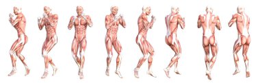 Kavramsal anatomi sağlıklı derisiz insan vücut kası seti. Eğitim için poz veren atletik genç bir adam, fitness sporu, beyaz arka planda izole edilmiş tıp. Biyoloji bilimi 3 boyutlu illüstrasyon