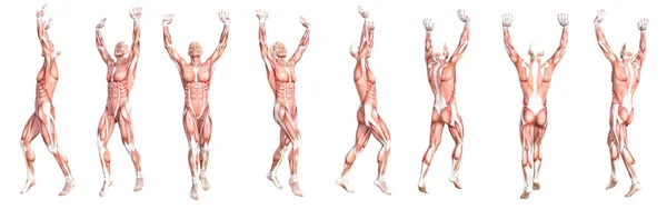 Konceptuell Anatomi Hälsosam Skinnlös Människokroppen Muskelsystem Set Idrottslig Ung Vuxen — Stockfoto