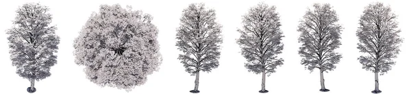 Σύνολο Συλλογή Σχεδίων Των Δένδρων Maple Που Απομονώνονται Λευκό Φόντο — Φωτογραφία Αρχείου