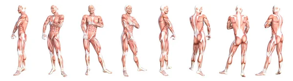 Концептуальная Анатомия Здорового Тела Кожи Мышечной Системы Человека Набор Атлетичный — стоковое фото