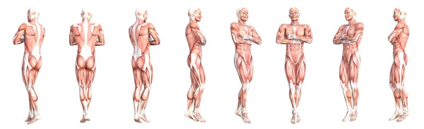 Anatomía Conceptual Sano Sin Piel Sistema Muscular Del Cuerpo Humano — Foto de Stock