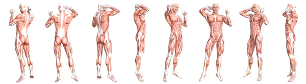 Conceptuele Anatomie Gezonde Huidloze Menselijke Spierstelsel Set Atletische Jonge Volwassen — Stockfoto