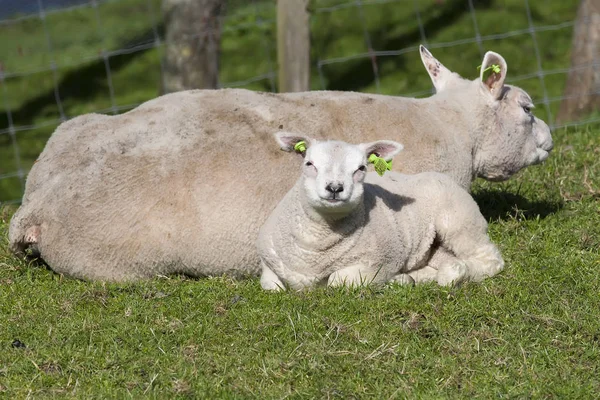 新生的小羊享受阳光 — 图库照片