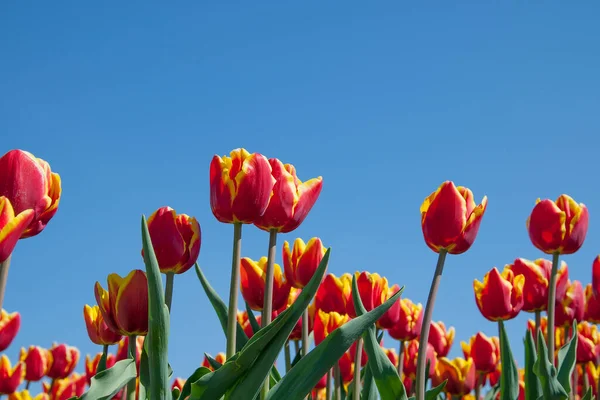 Holandské Tulipánové Pole Detailní Zářící Tulipány Modrá Obloha Pozadí — Stock fotografie