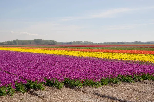 Holandské Tulipánové Pole Světlé Tulipány Pozadí Modré Oblohy — Stock fotografie