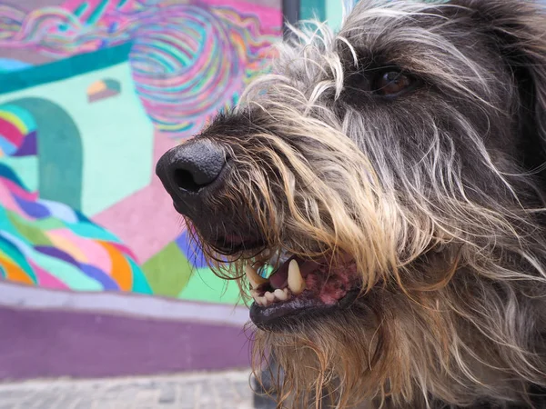 Karışık Doğurmak Köpek Renkli Bir Waall Önünde Portresi — Stok fotoğraf