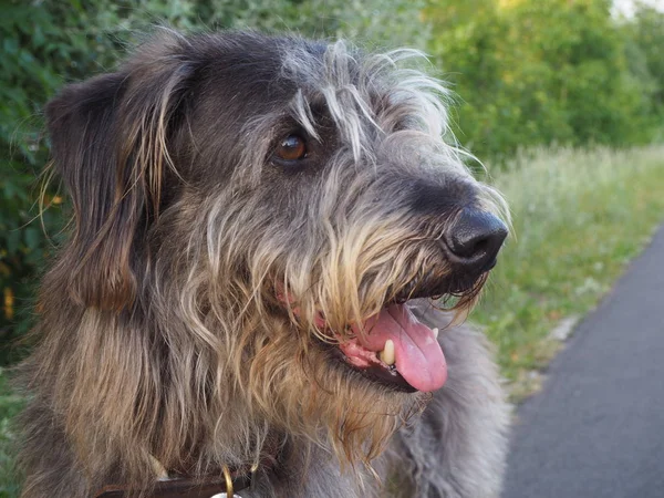 Porträt Eines Mischlingshundes Mit Grauem Fell — Stockfoto